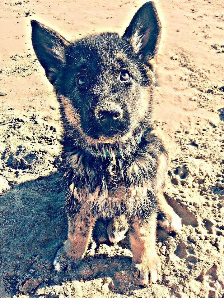 Cachorros y adolescentes 1