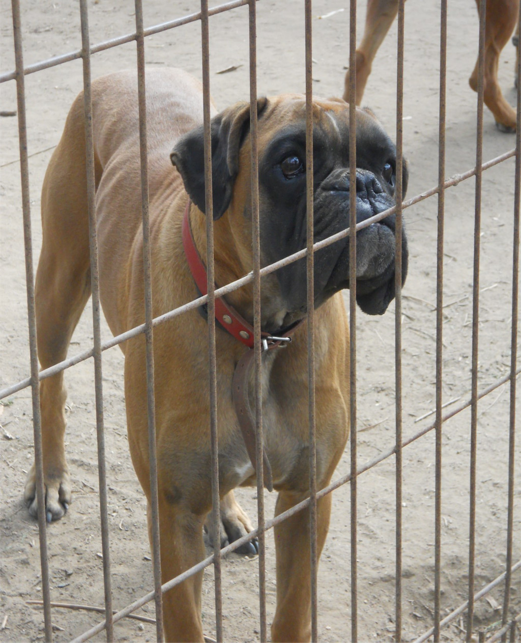 El perro adoptado 1