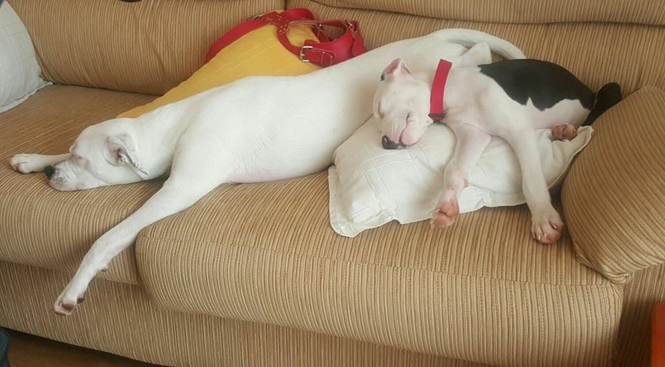 El perro adoptado 2