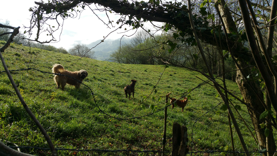 paseo campo