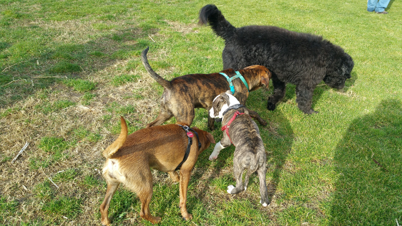 paseo perros