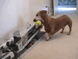 fetch