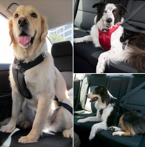 Clickit Sport harness