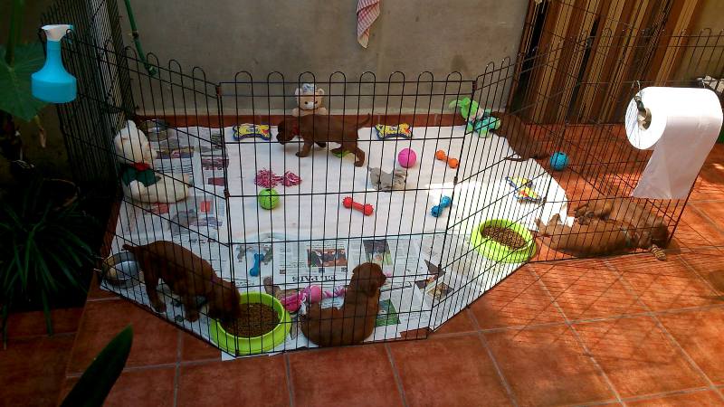 area cachorros1