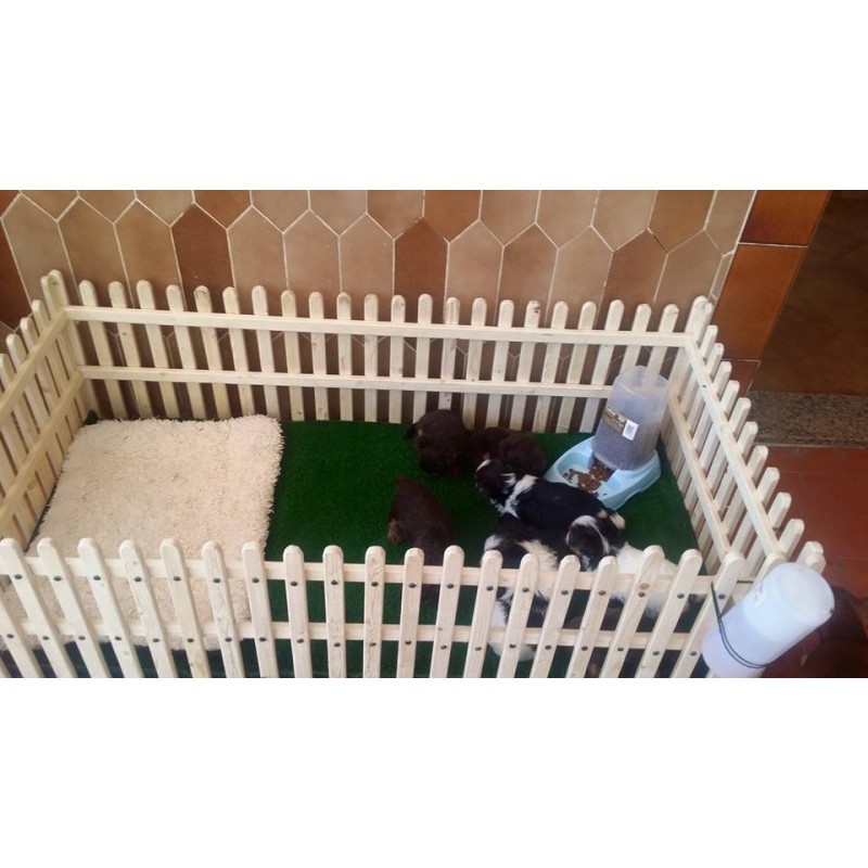 area cachorros3