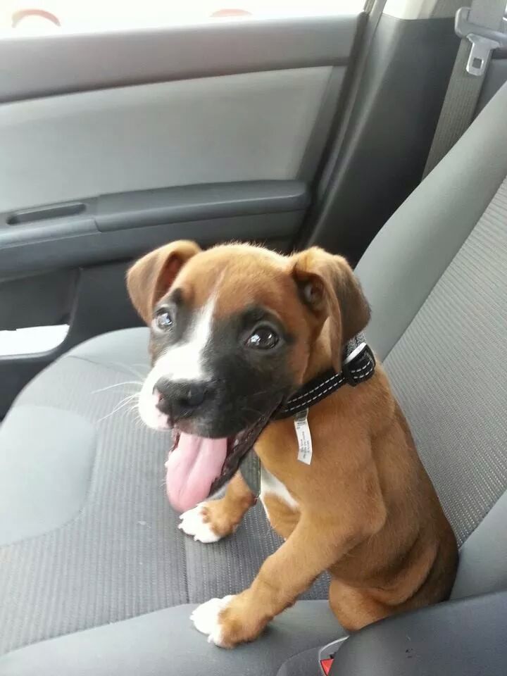 cachorro familiarizándose con el coche