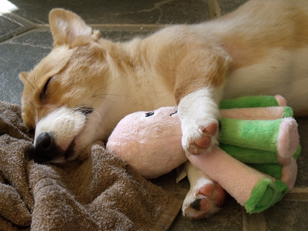 cachorro peluche