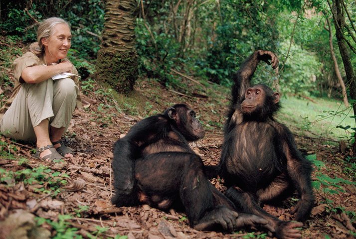 De regreso en el bosque para «reconfortar el espíritu», Jane disfruta de la compañía de Pax, que levanta el brazo para que su hermano Prof lo acicale. Michael Nichols / NGM