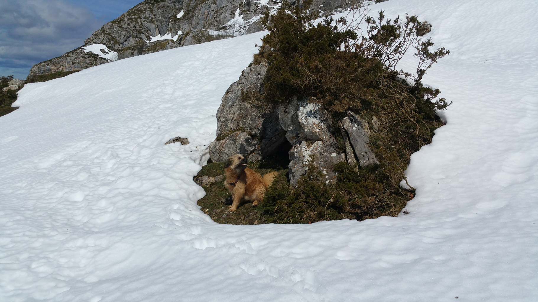 Simba roca