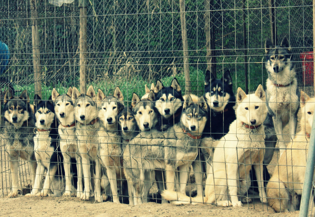 Kennel de huskies siberianos de Xabier Farnós y Meritxell Ripol