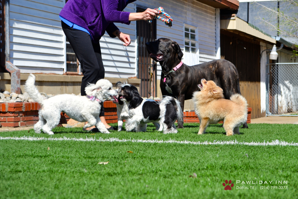 Pawliday Inn Pet Resort 14