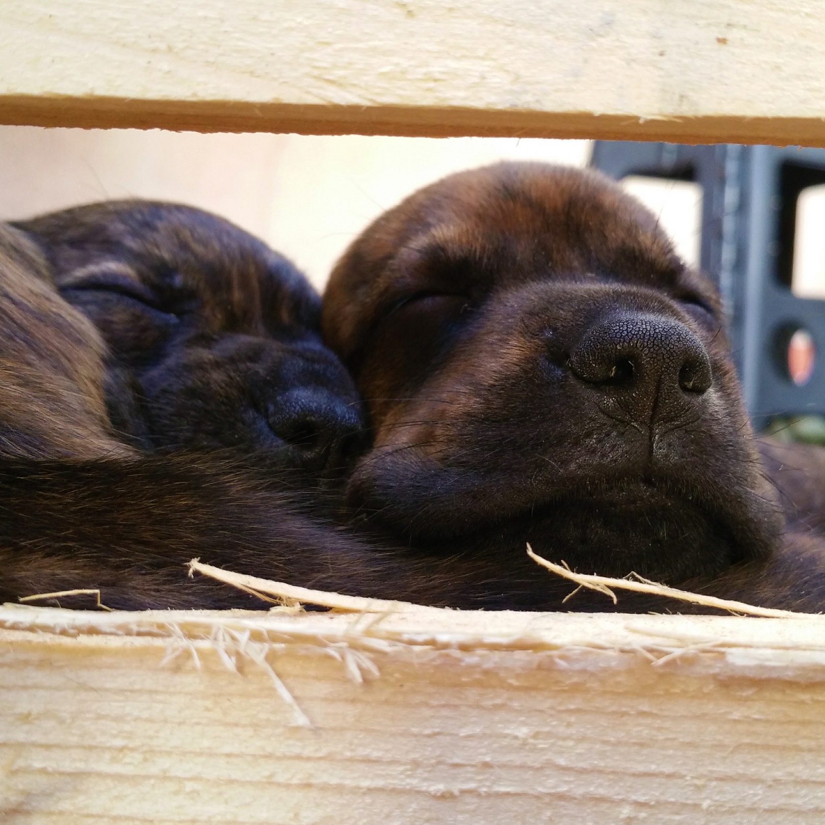Cachorros