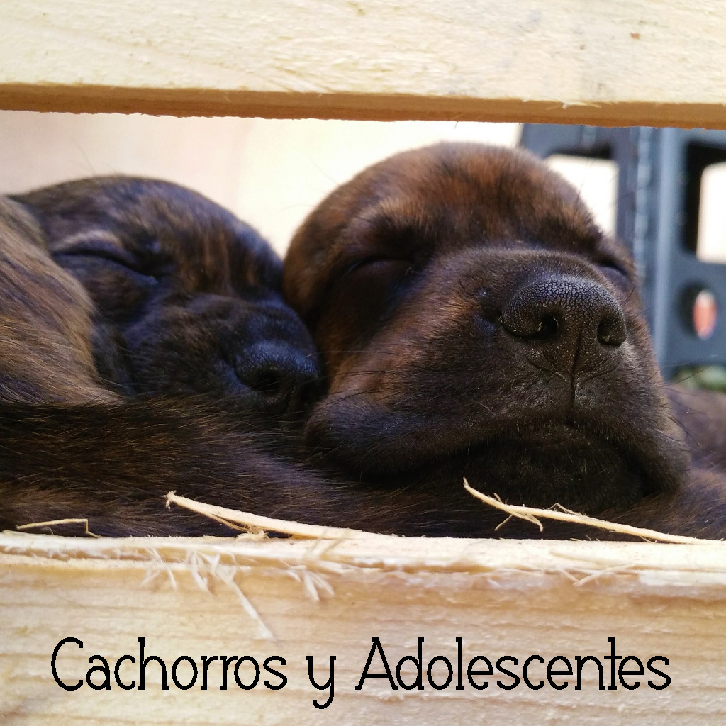 Cachorros