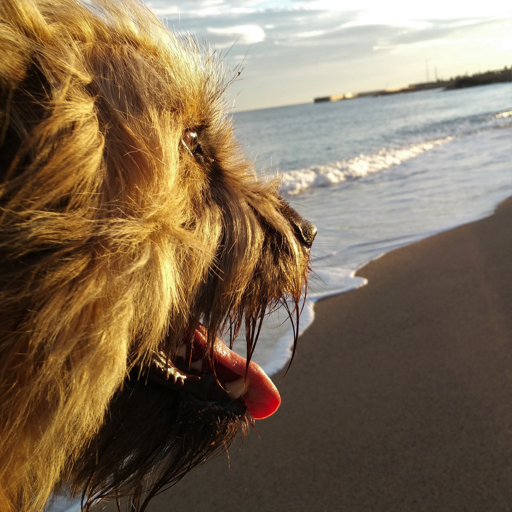 Terapia Canina
