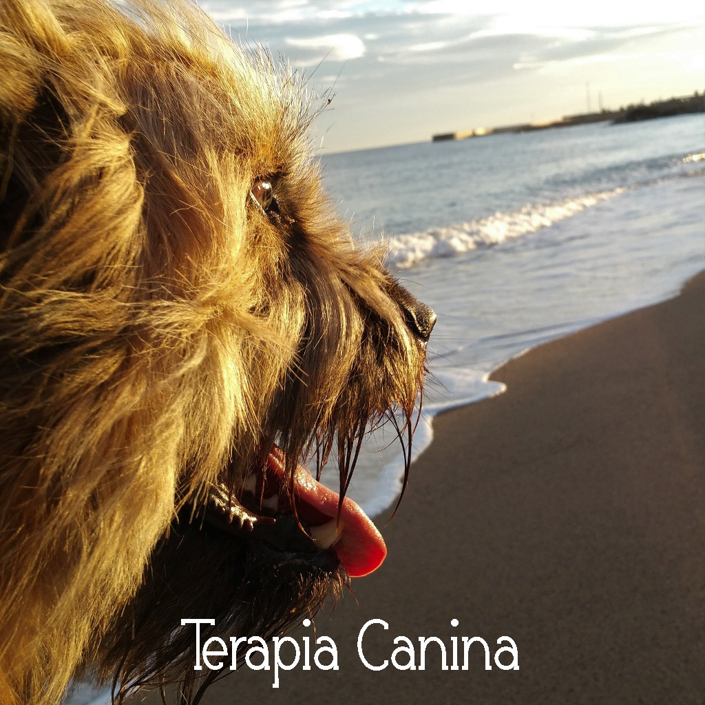 Terapia Canina